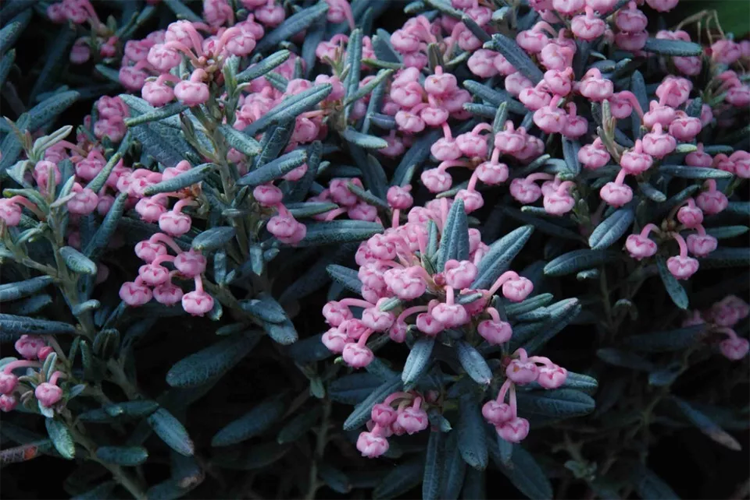 Андромеда многолистная Блю Айс (Andromeda polifolia Blue Ice) С3