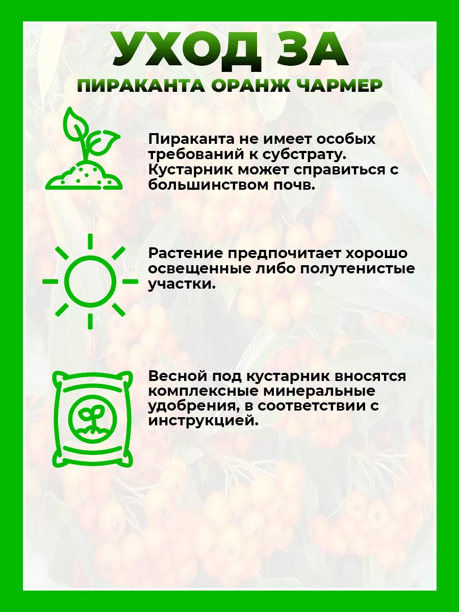 Пираканта гибридная Оранж Чармер