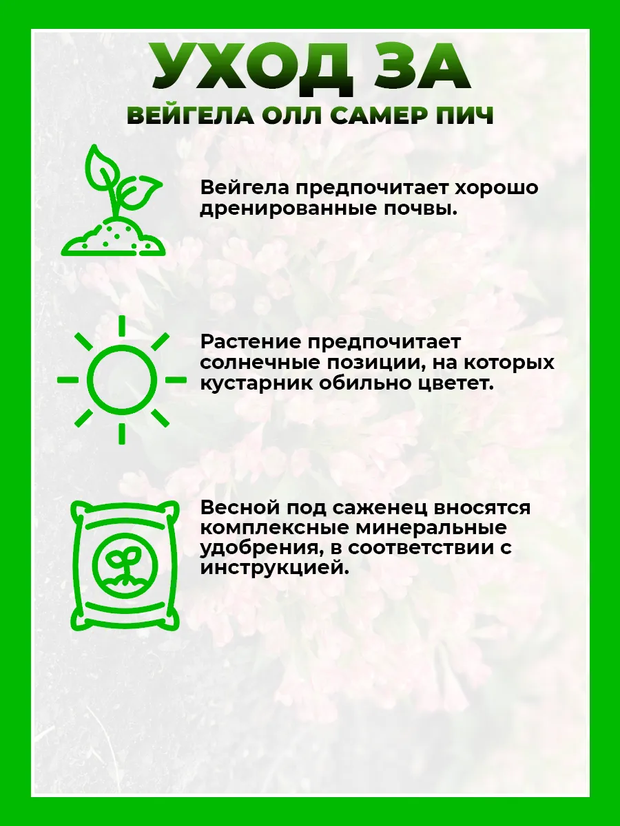 Вейгела цветущая Олл Саммер Пич