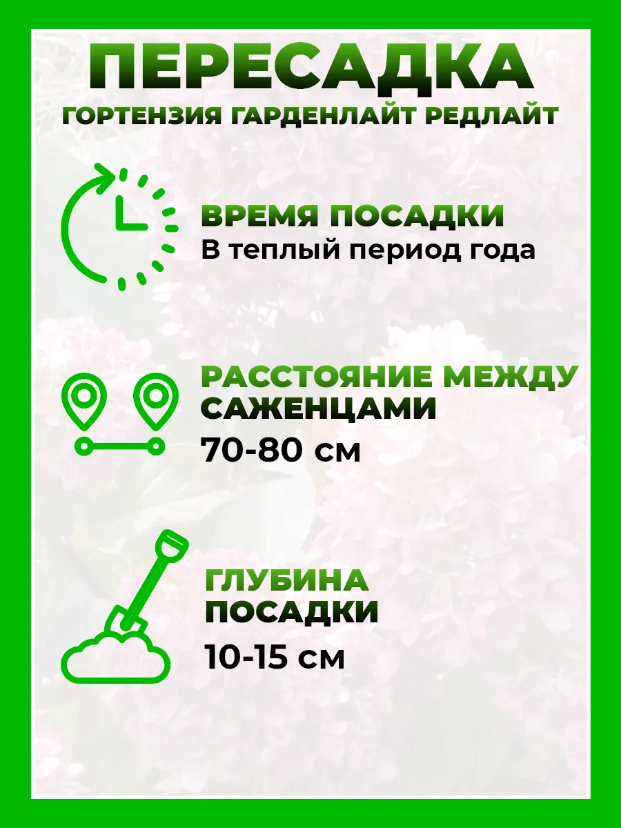 Гортензия метельчатая Гарденлайт Рэдлайт