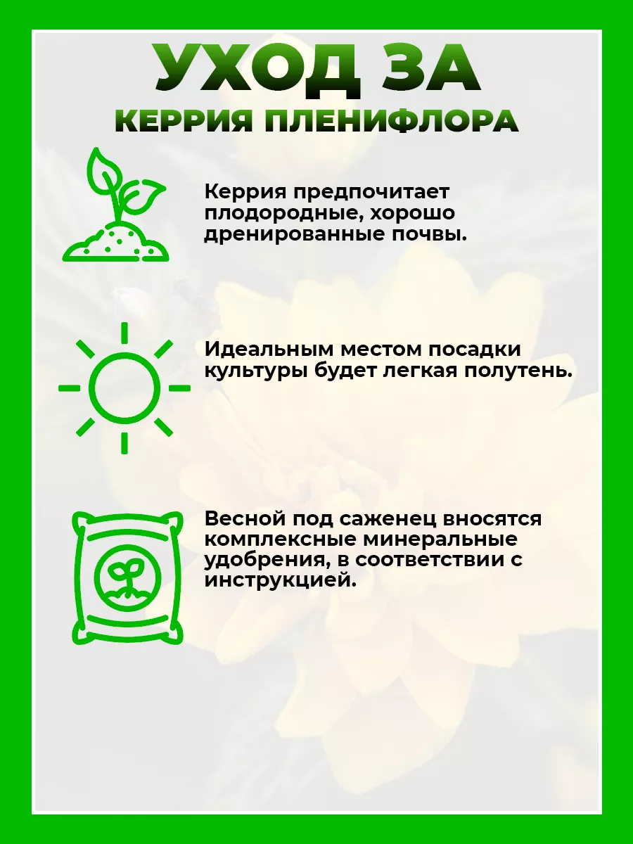 Керрия японская Пленифлора
