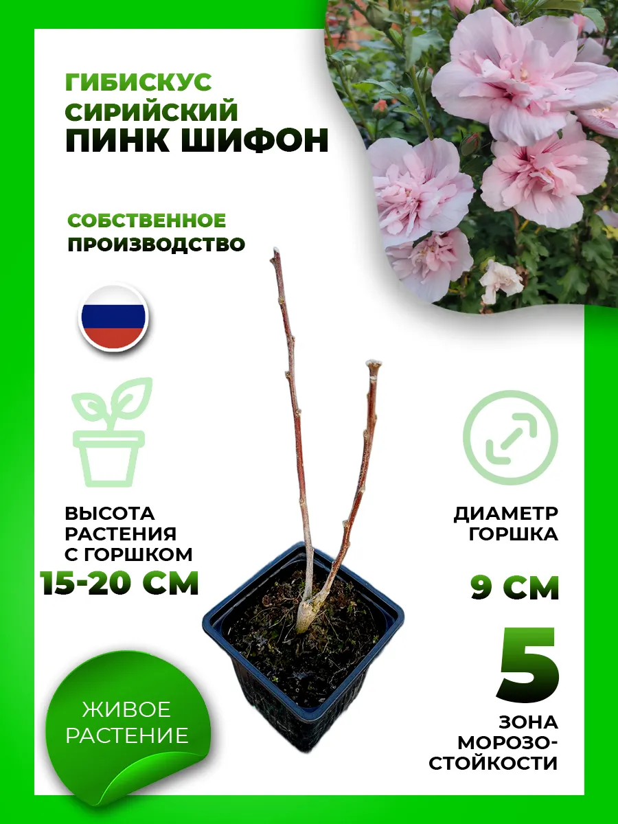 Гибискус сирийский Пинк Шифон