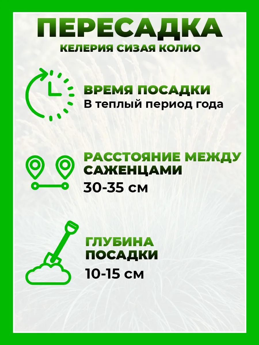 Келерия сизая Колио