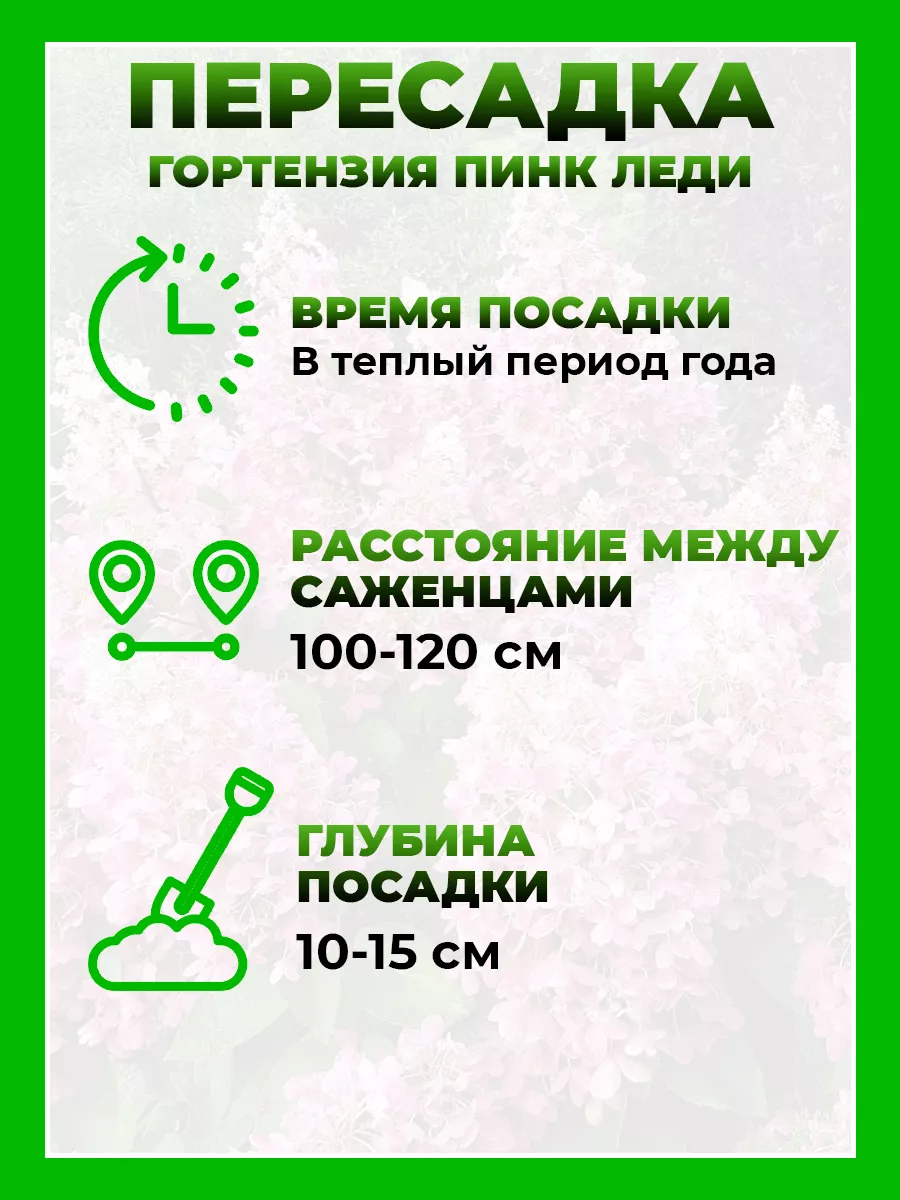 Гортензия метельчатая Пинк Леди