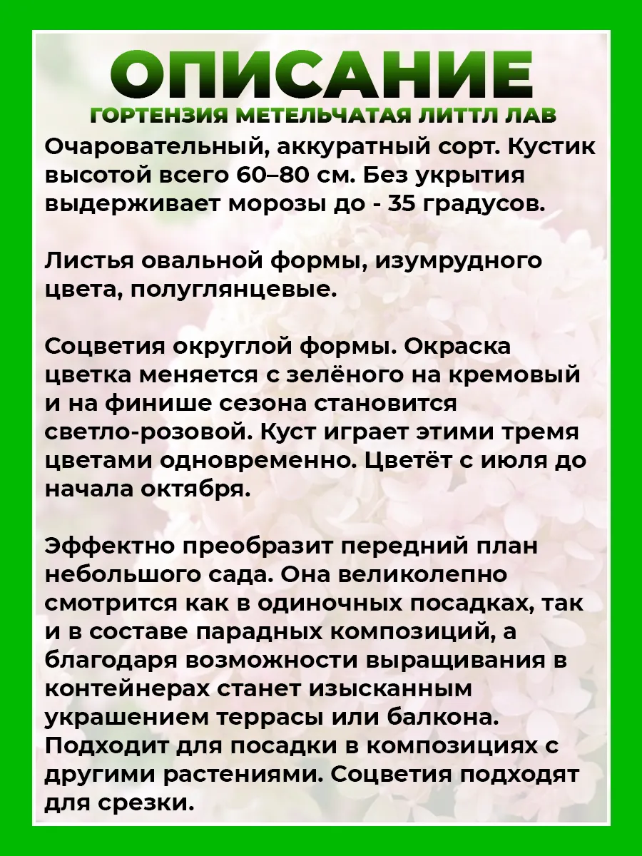 Гортензия метельчатая Литтл Лав