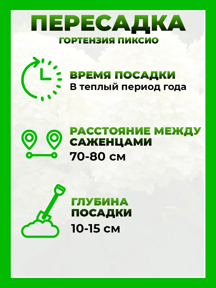 Гортензия метельчатая Пиксио
