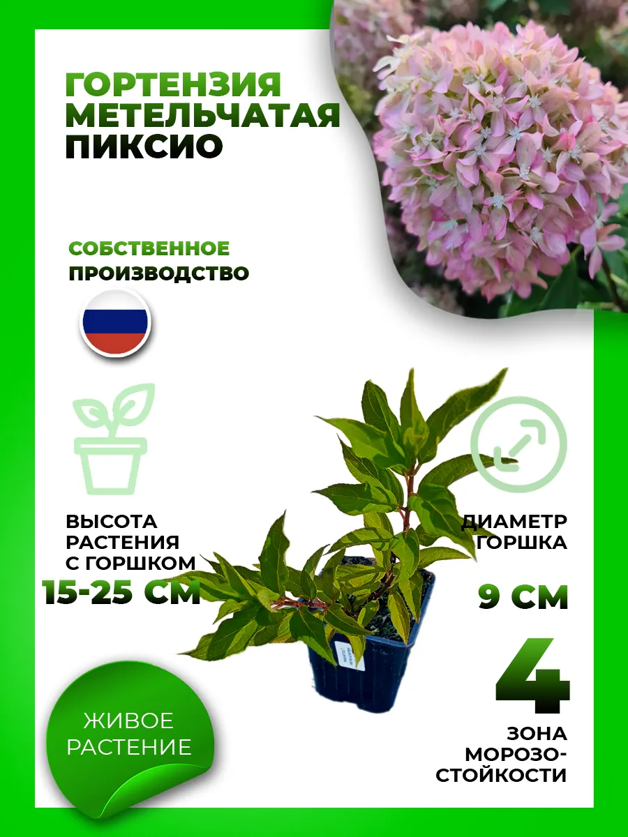 Гортензия метельчатая Пиксио