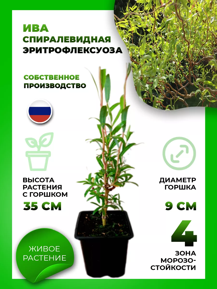 Ива спиралевидная Эритрофлексуоза