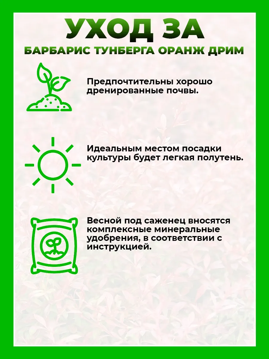 Барбарис Тунберга Оранж Дрим