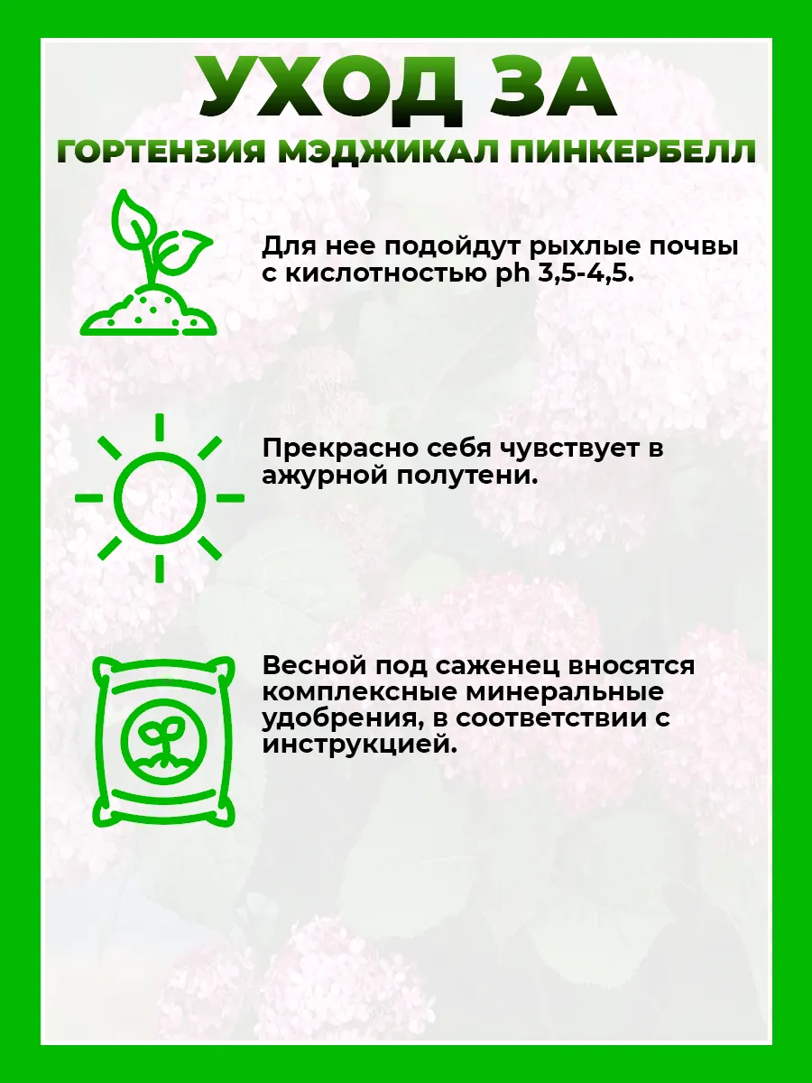 Гортензия древовидная Мэджикал Пинкербелл