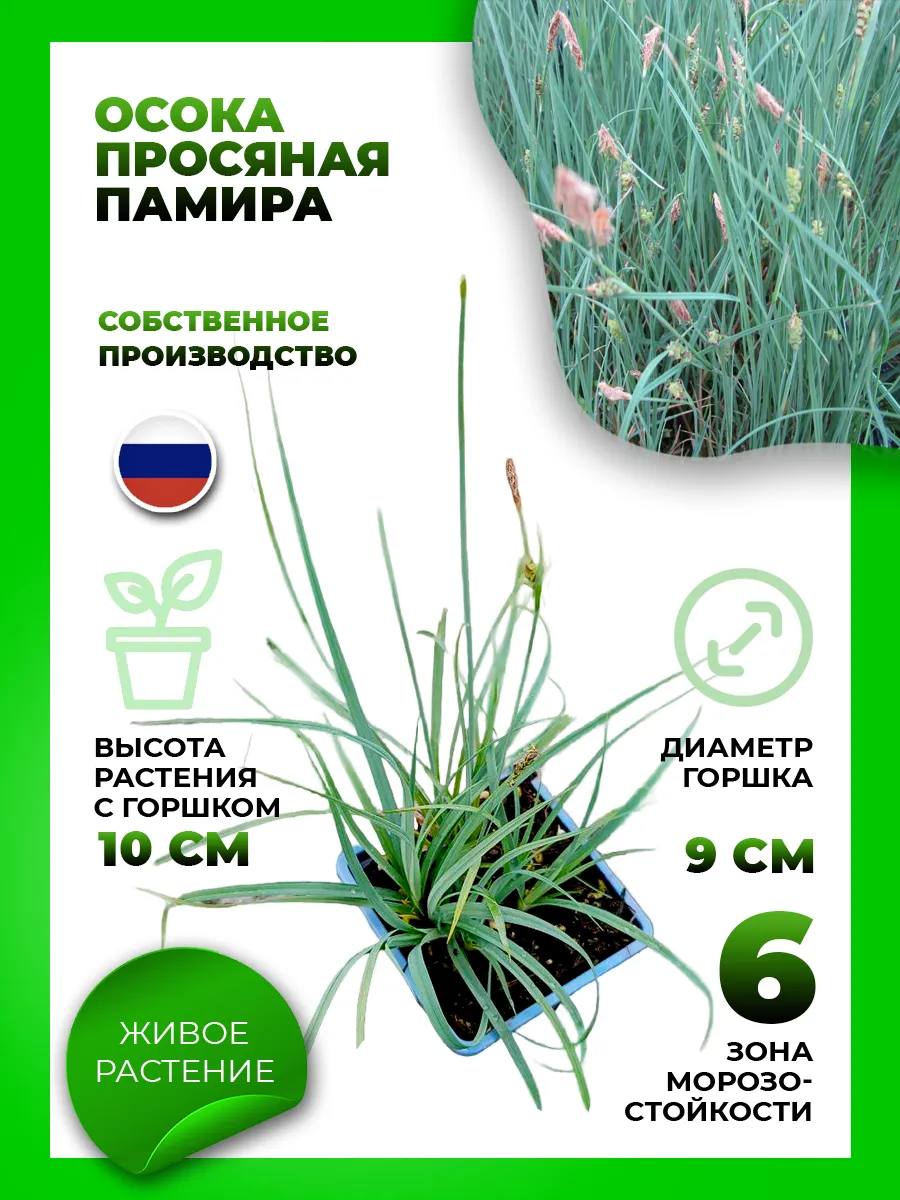 Осока просяная Памира