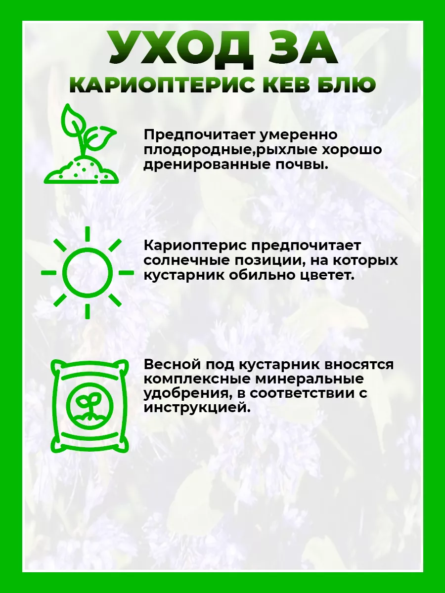 Кариоптерис кландоненский Кью Блю