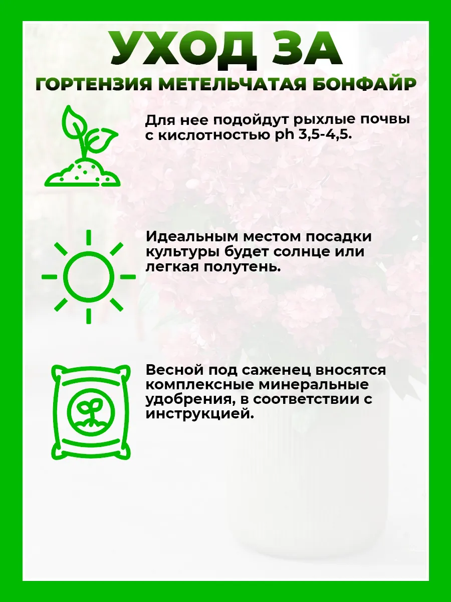 Гортензия метельчатая Бонфайр