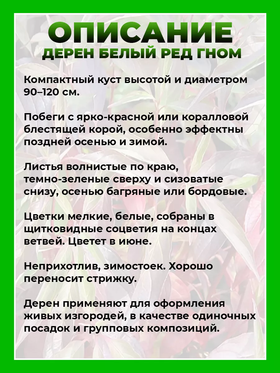 Дерен белый Ред Гном