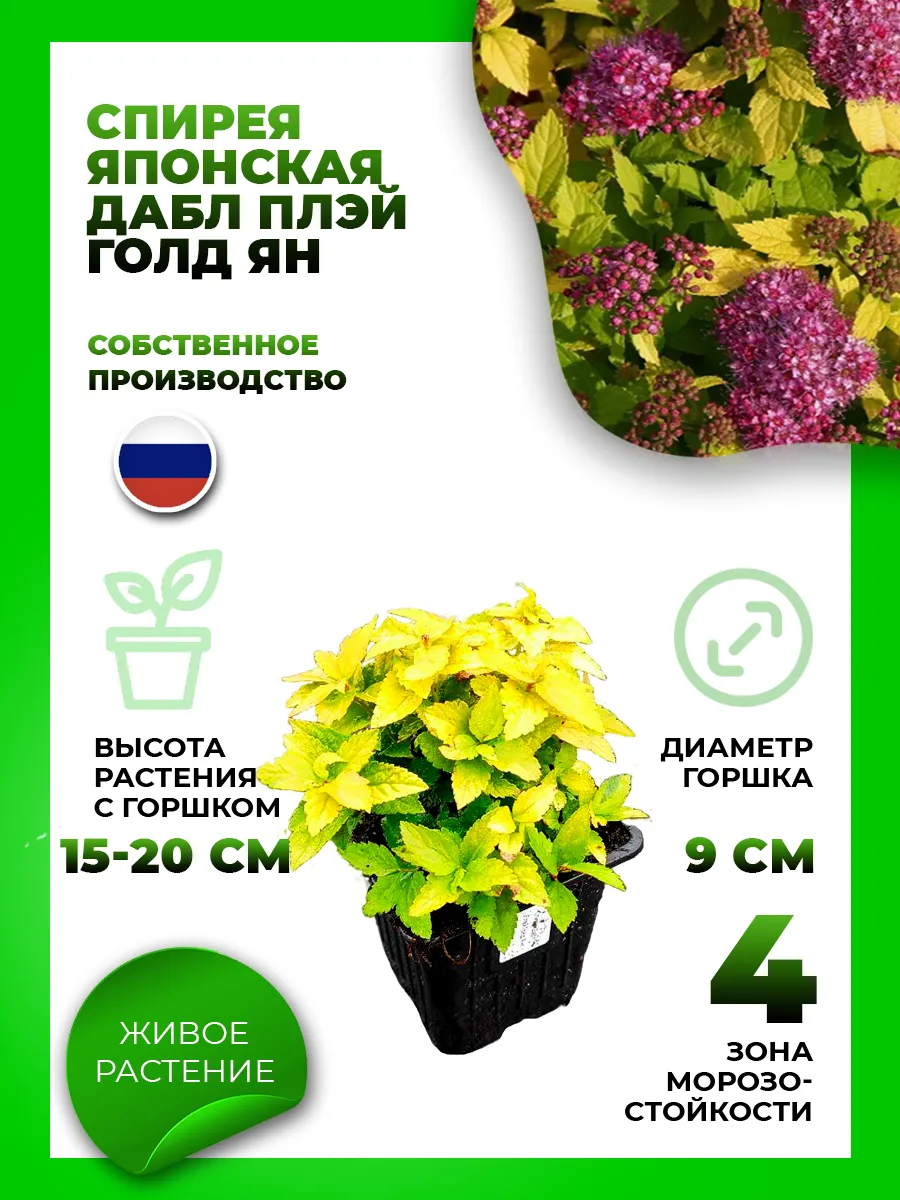 Спирея японская Дабл Плей Голд Ян