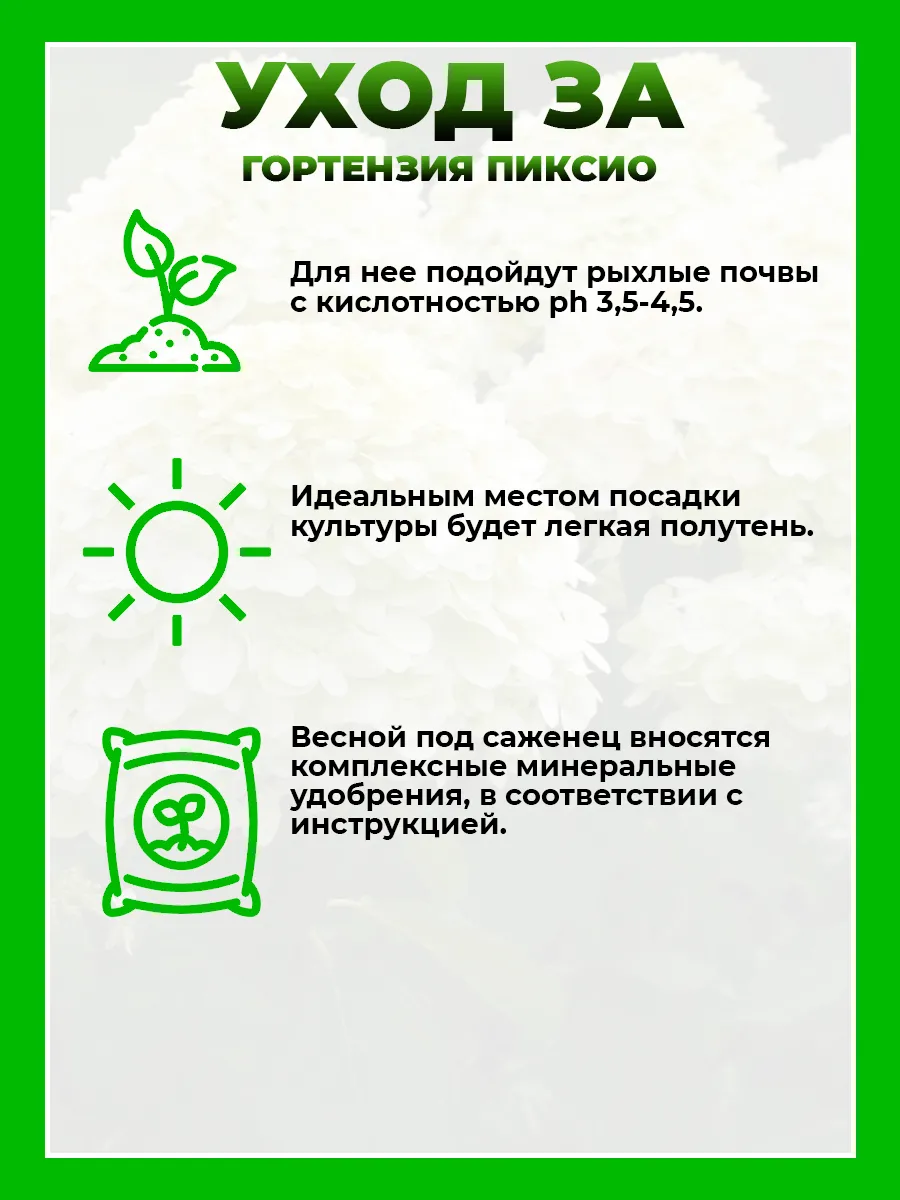 Гортензия метельчатая Пиксио