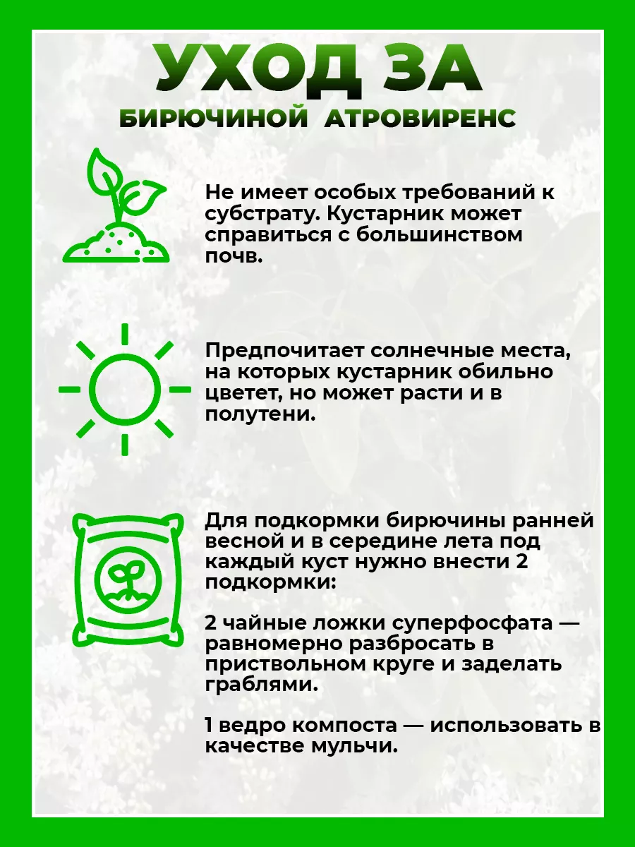 Бирючина обыкновенная Атровиренс