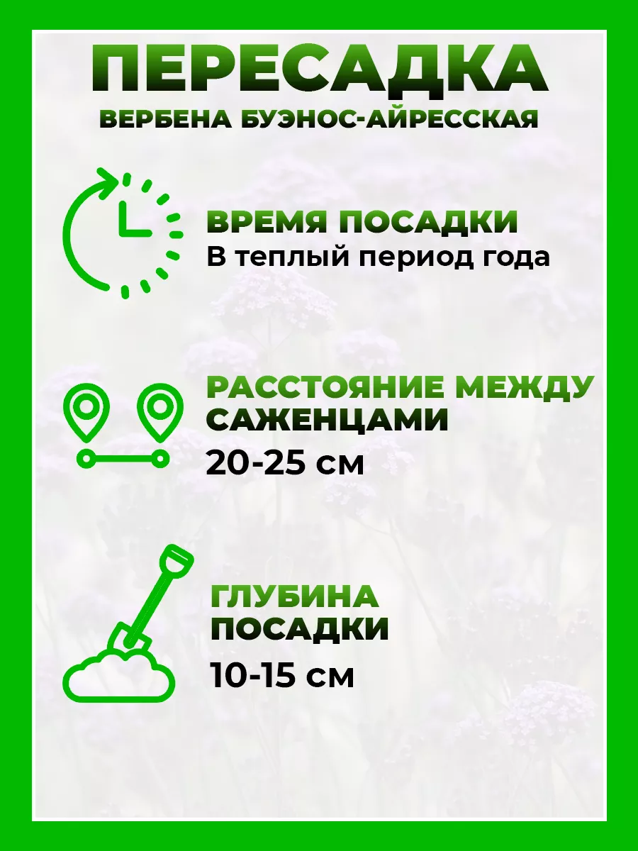 Вербена бонарская (буэнос-айресская)
