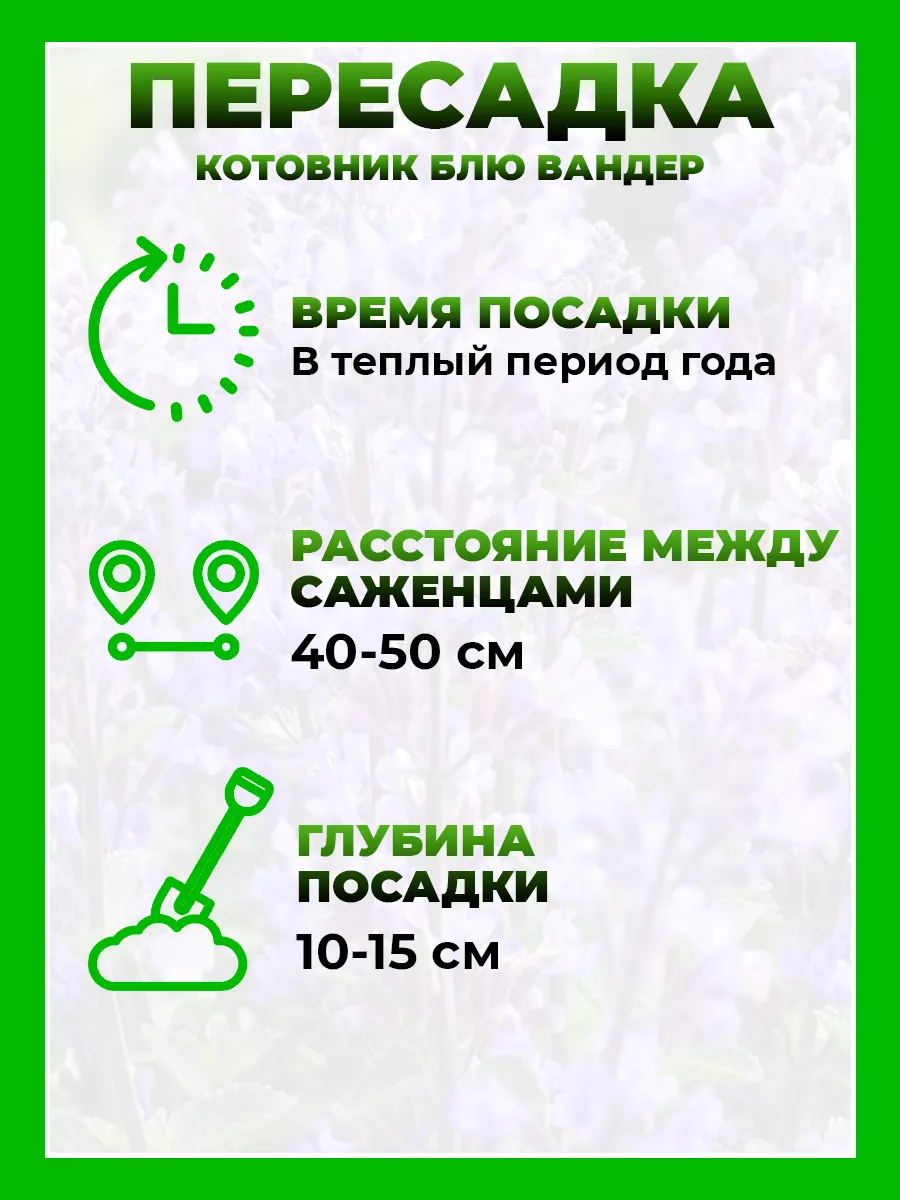 Котовник Фассена Блю Вандер
