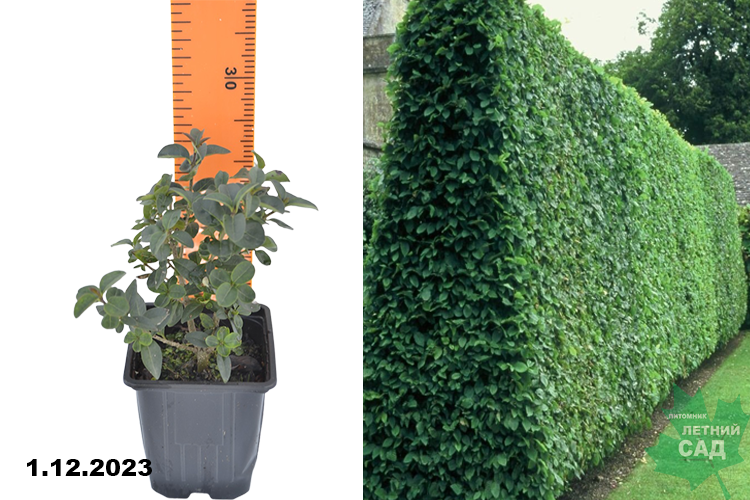 Бирючина обыкновенная Атровиренс (Ligustrum vulgare Atrovirens)