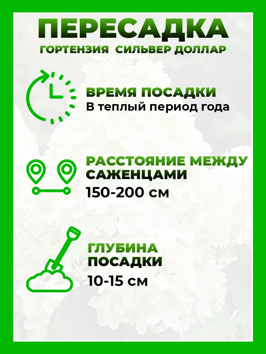 Гортензия метельчатая Сильвер Доллар
