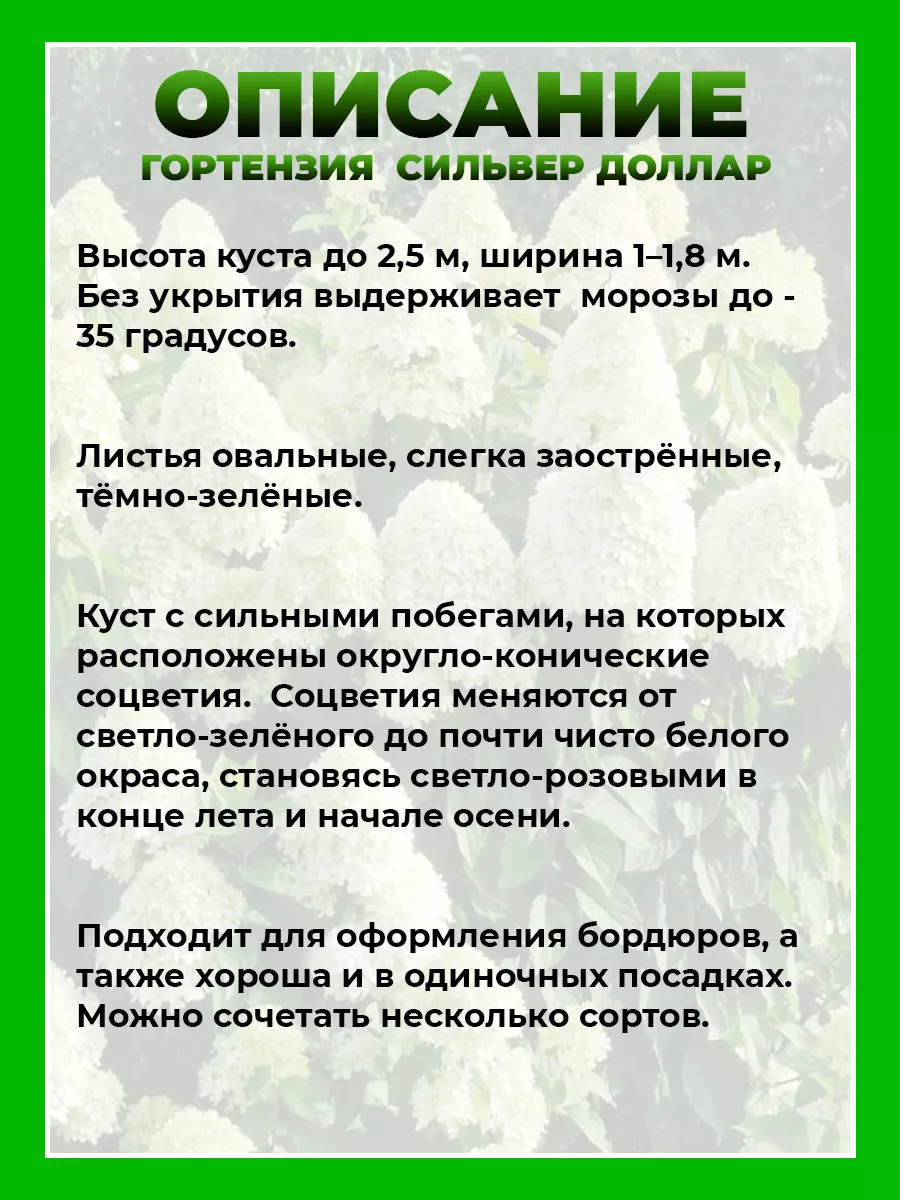 Гортензия метельчатая Сильвер Доллар