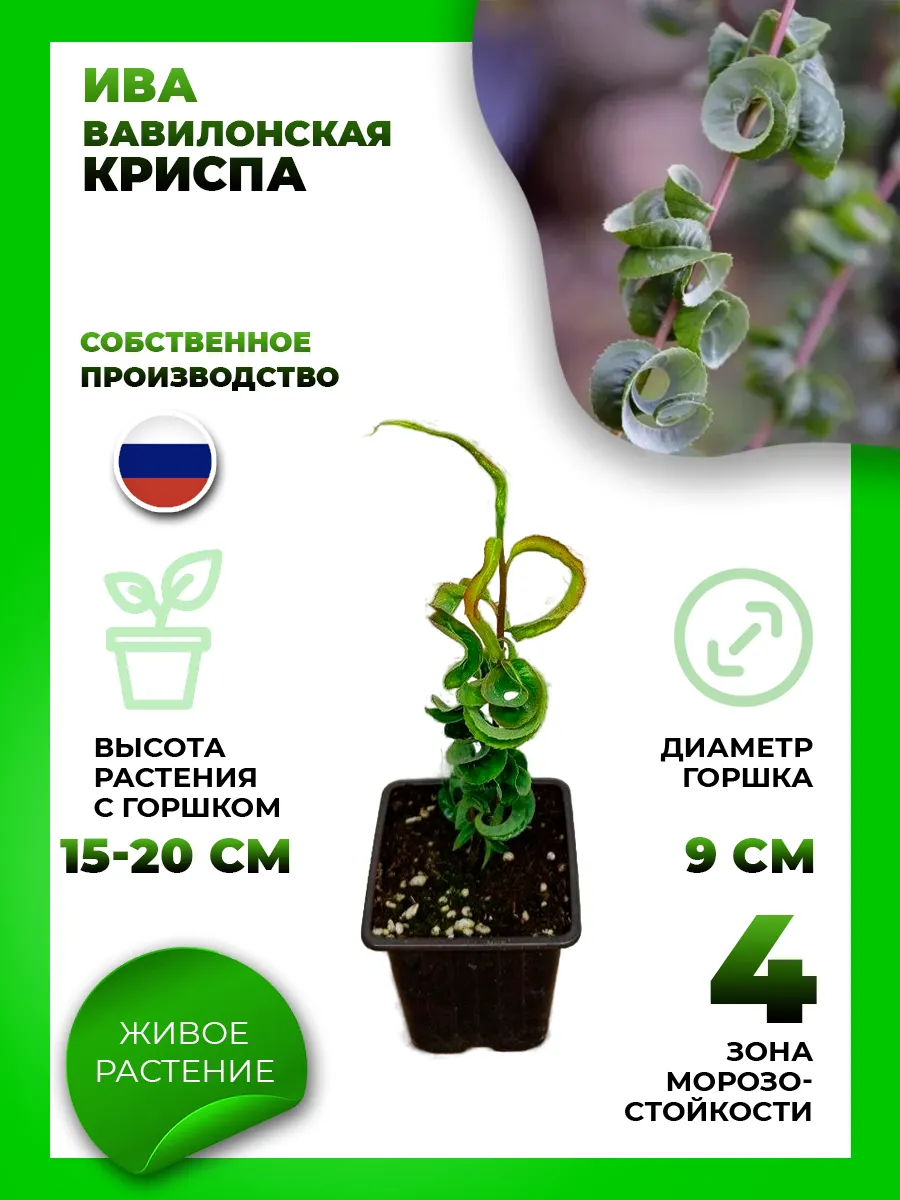 Ива вавилонская Криспа