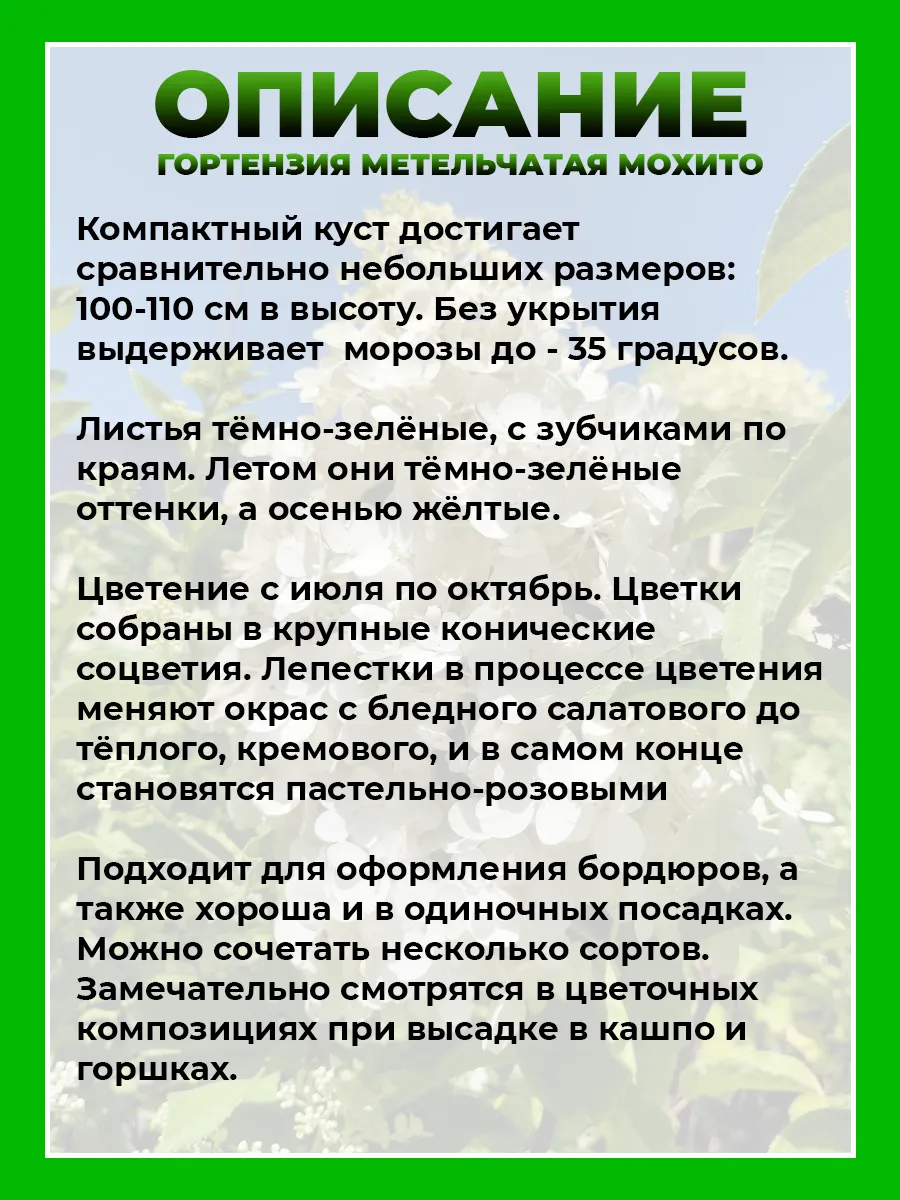 Гортензия метельчатая Мохито