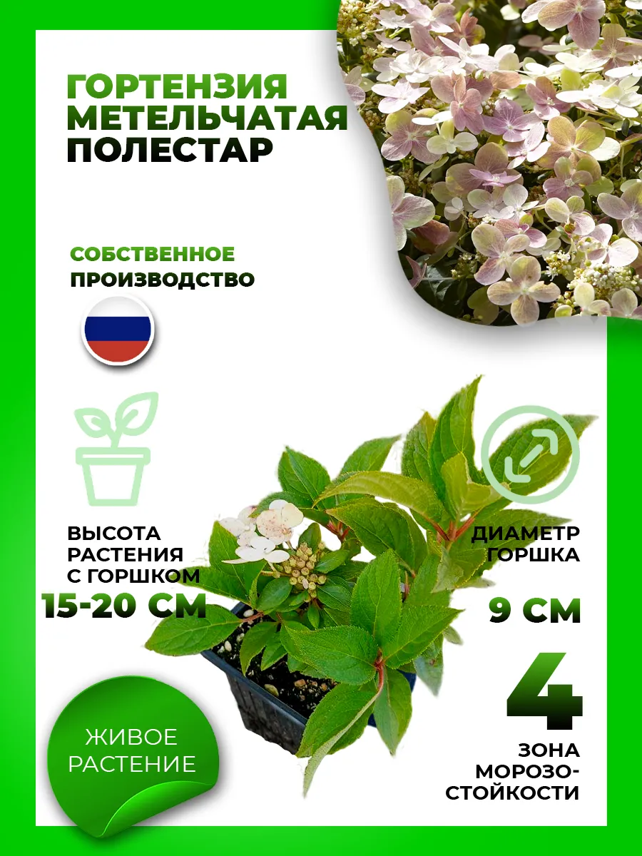 Гортензия метельчатая Полестар
