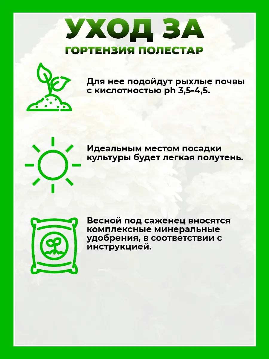 Гортензия метельчатая Полестар