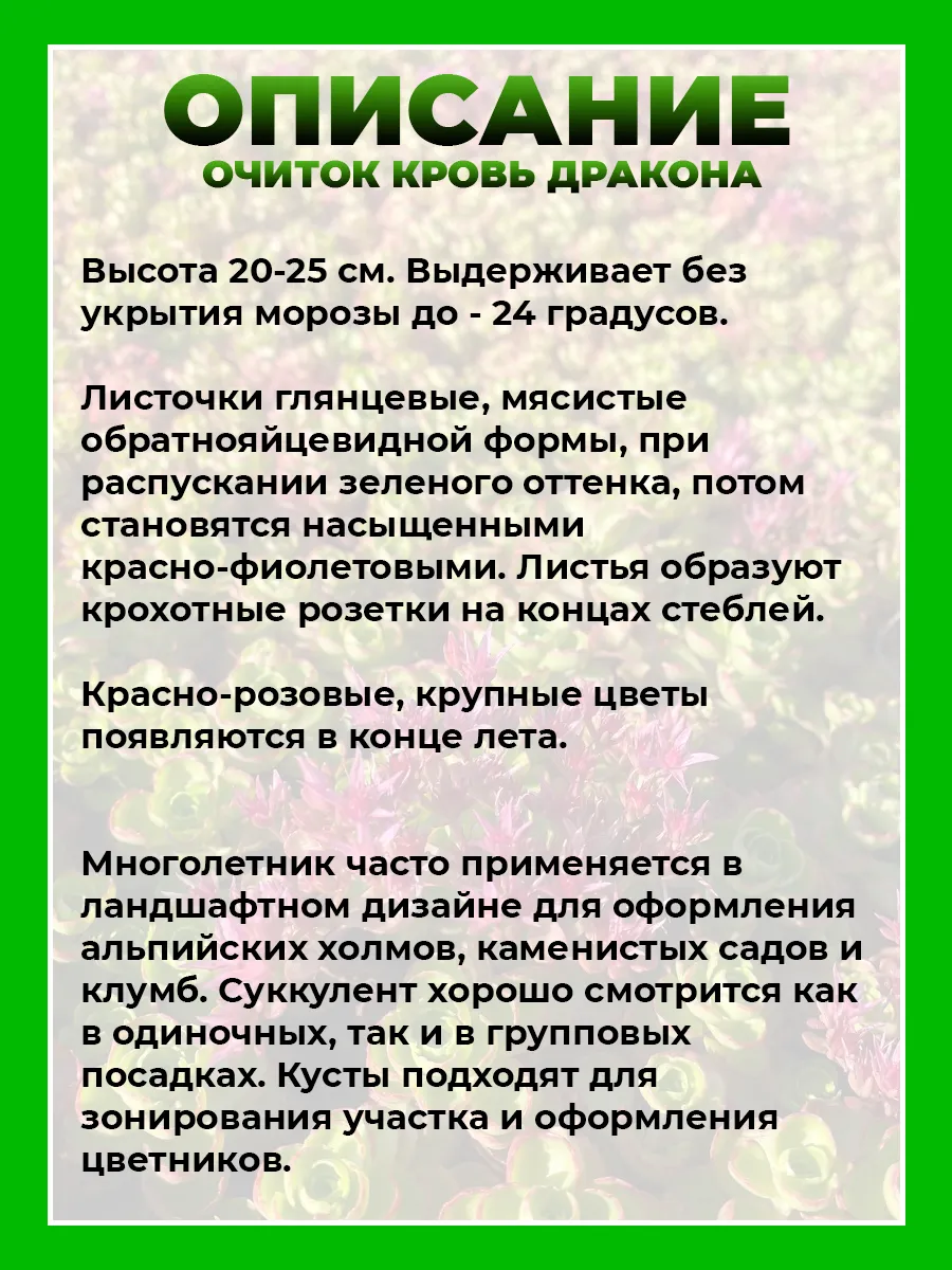 Очиток ложный Кровь Дракона