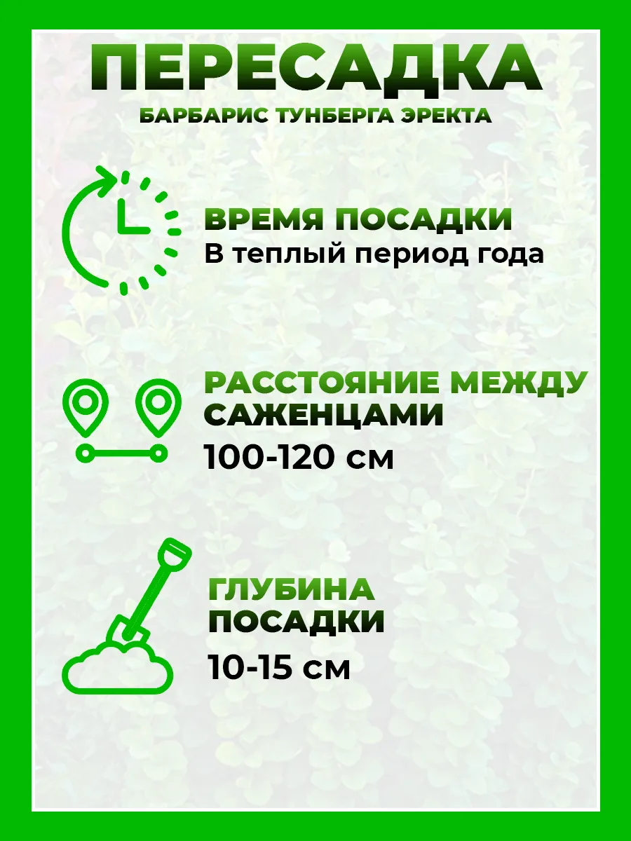 Барбарис Тунберга Эректа