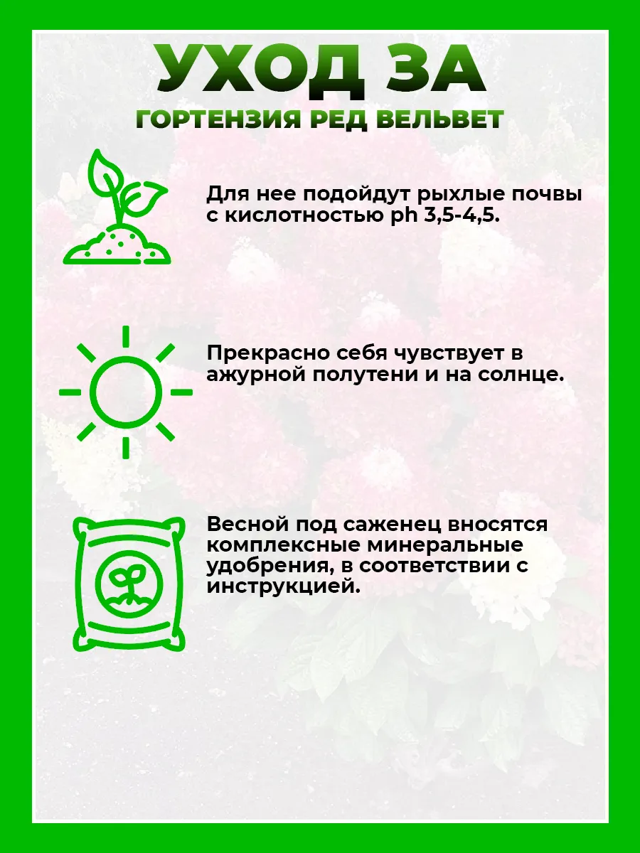 Гортензия метельчатая Ред Вельвет