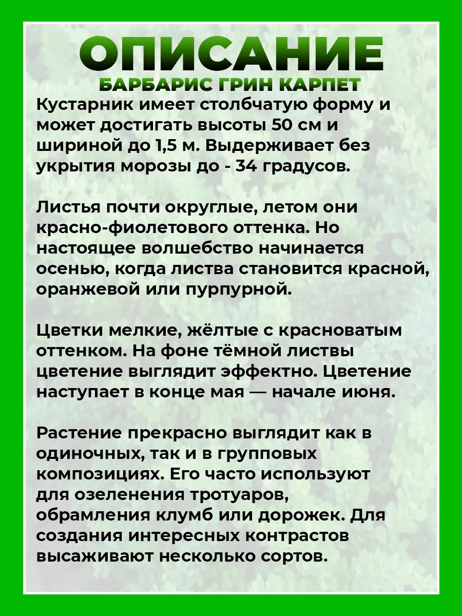 Барбарис Тунберга Грин Карпет