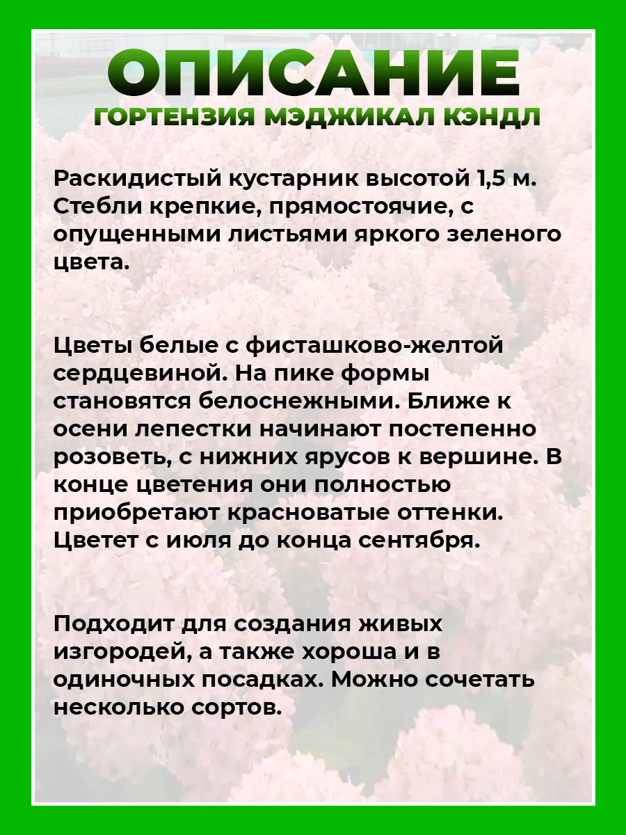 Гортензия метельчатая Мэджикал Кэндл