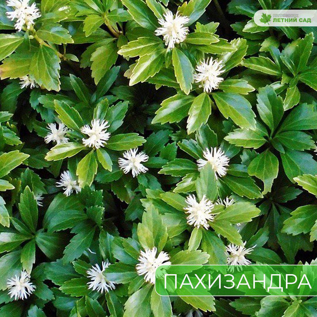 Вечнозеленые растения — Питомник Летний сад