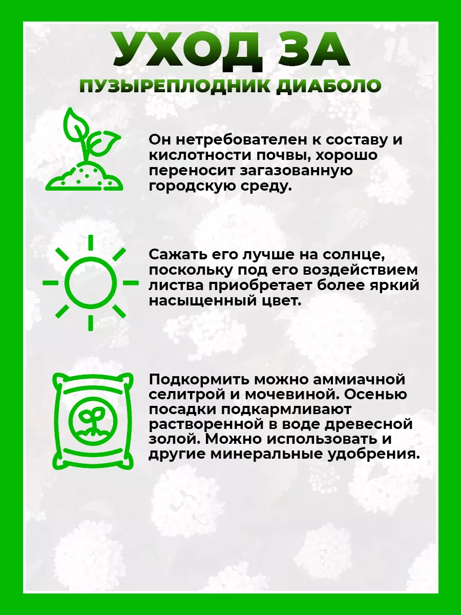 Пузыреплодник калинолистный Диаболо