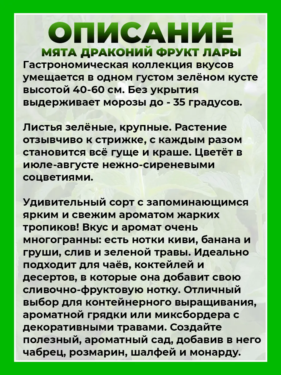Мята Драконий фрукт Лары