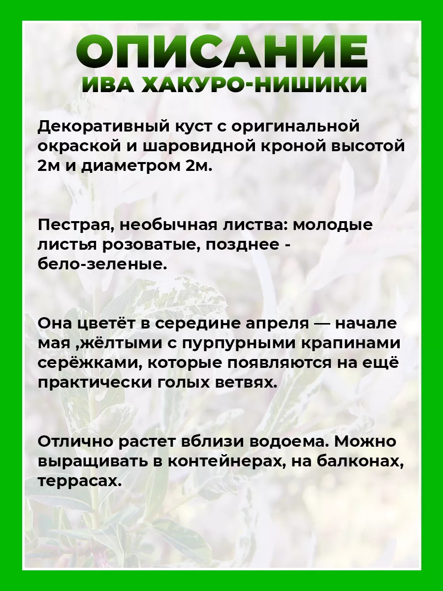 Ива цельнолистная Хакуро-Нишики