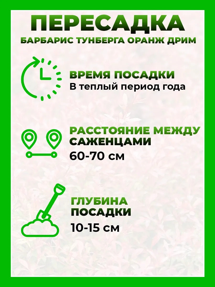 Барбарис Тунберга Оранж Дрим