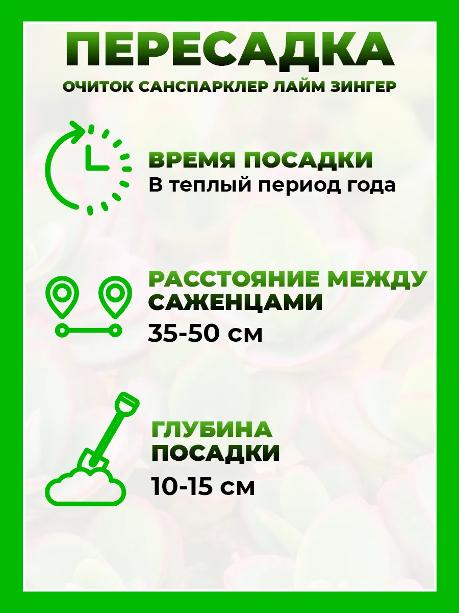 Очиток гибридный Санспарклер Лайм Зингер