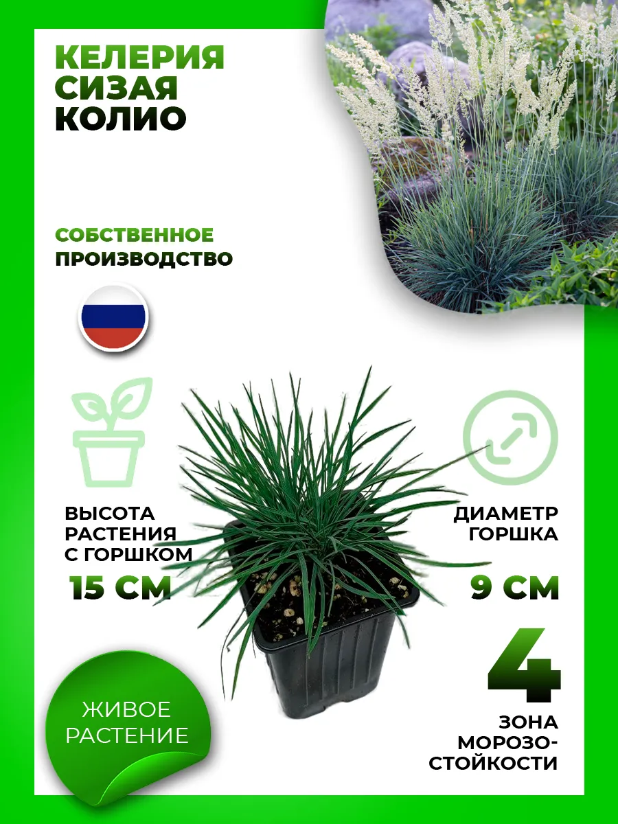Келерия сизая Колио