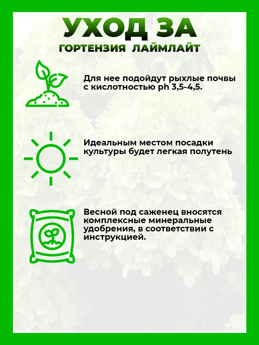 Гортензия метельчатая Лаймлайт