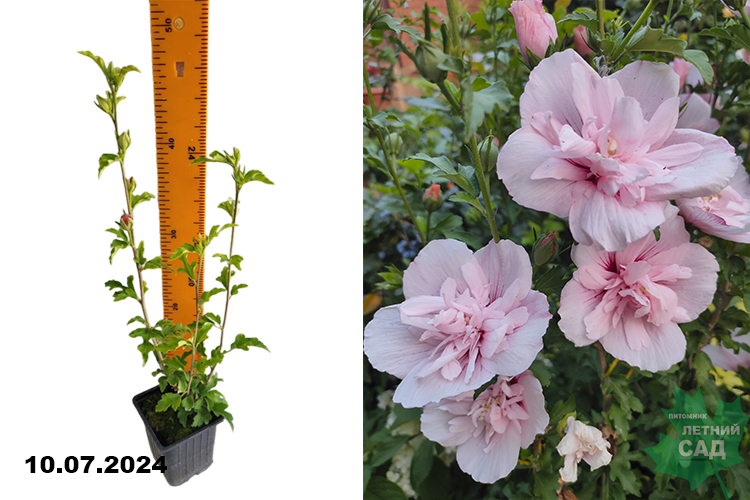 Тамағындағы киска