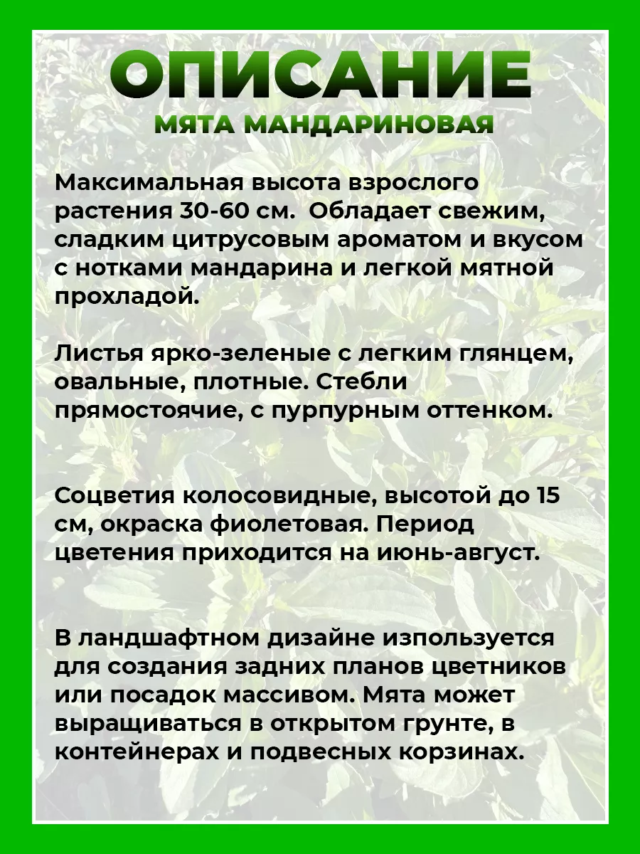 Мята Мандариновая