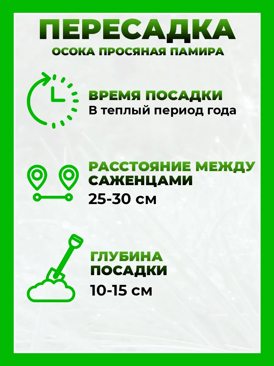 Осока просяная Памира