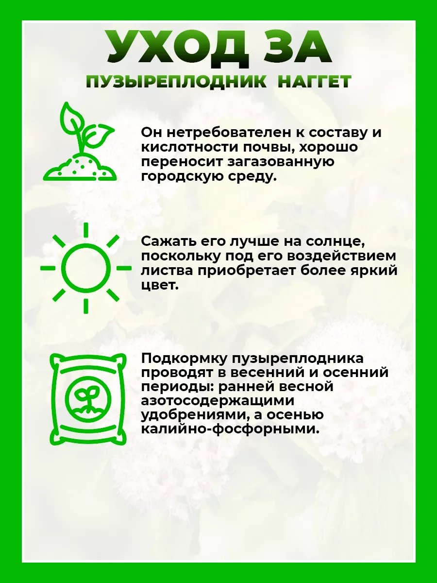 Пузыреплодник калинолистный Наггет
