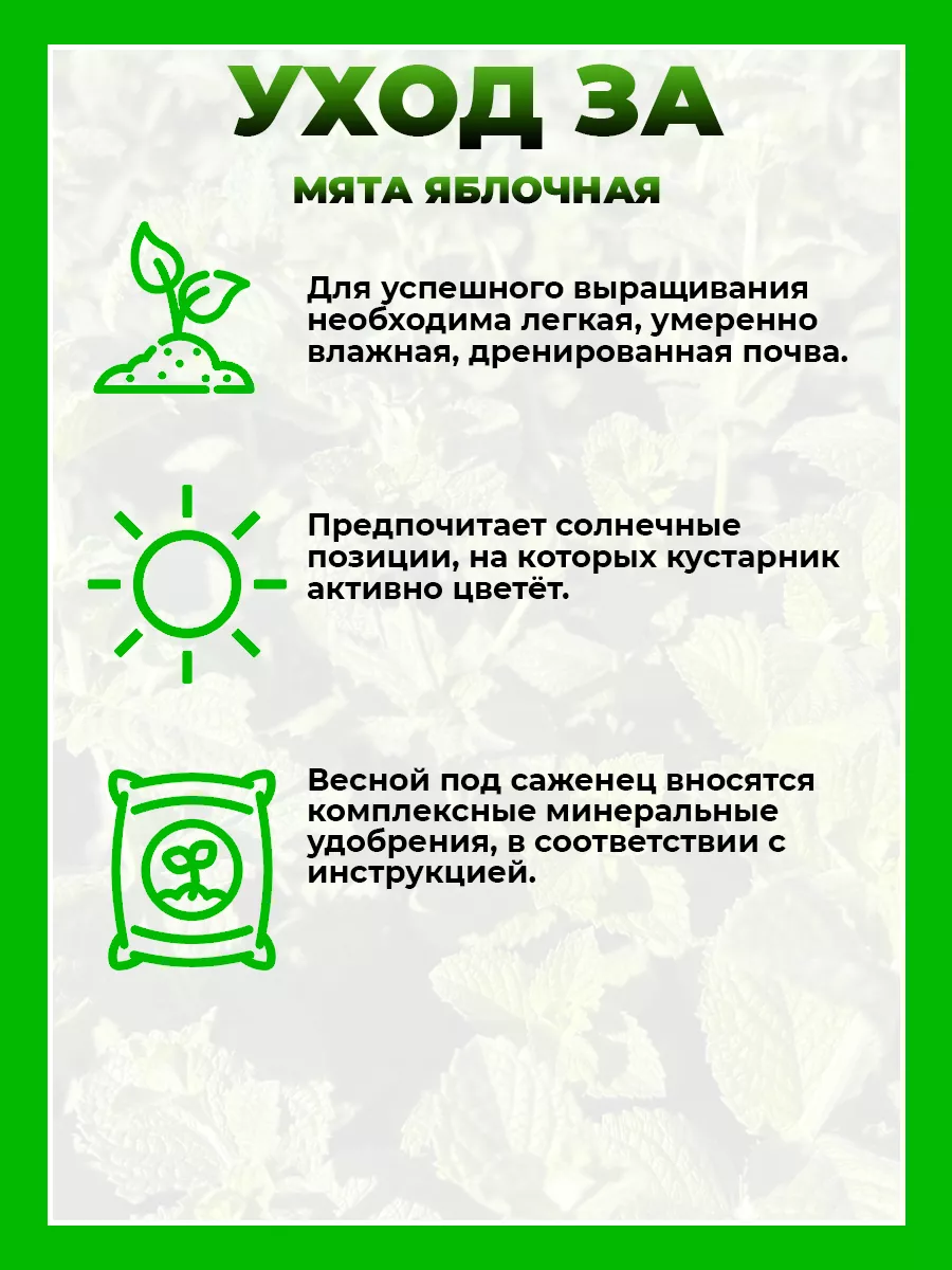 Мята Яблочная