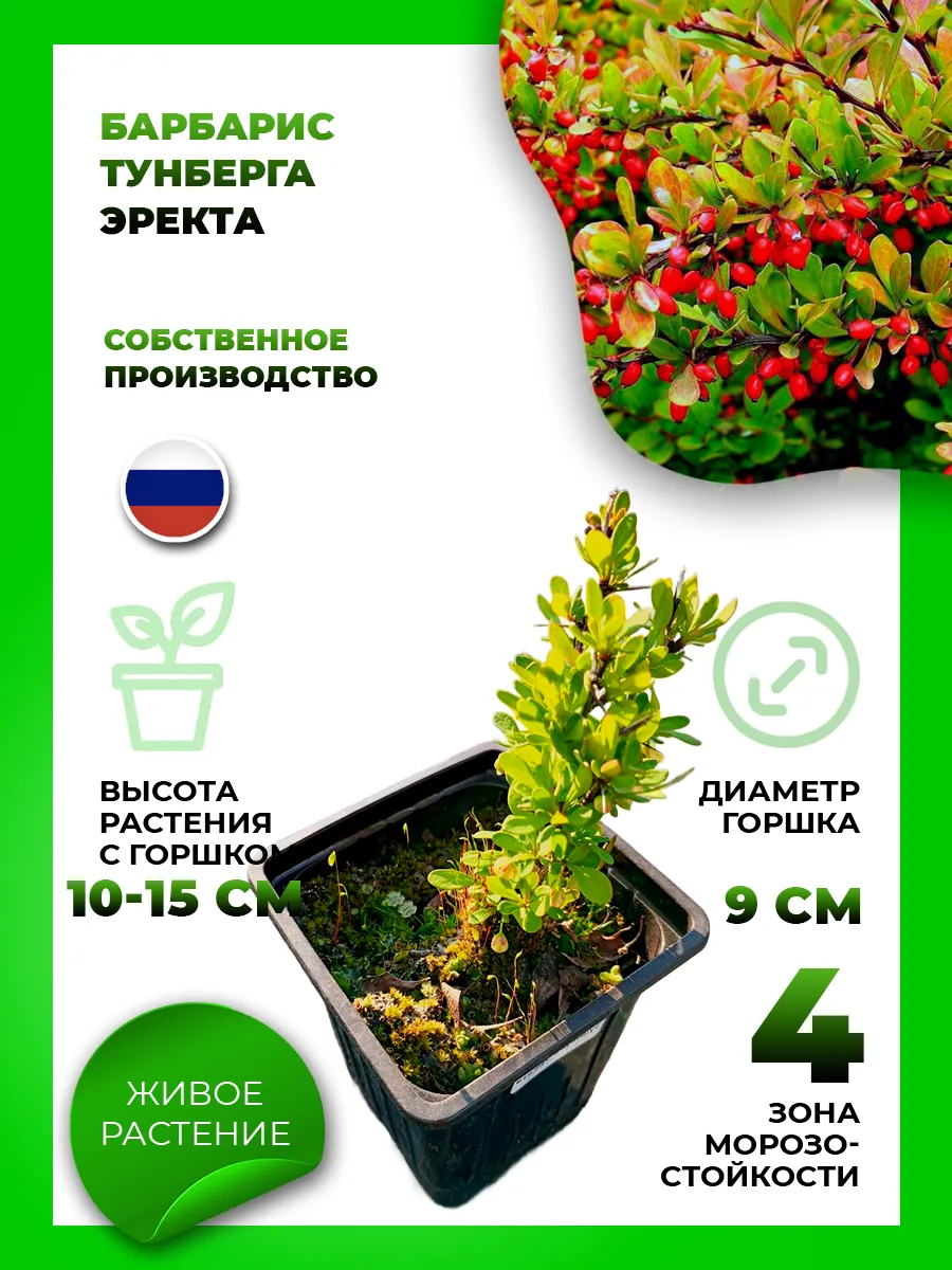 Барбарис Тунберга Эректа
