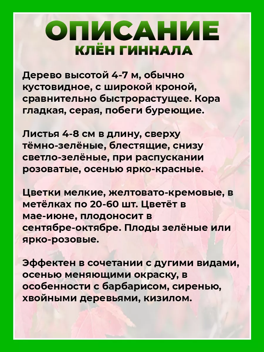 Клен Гиннала